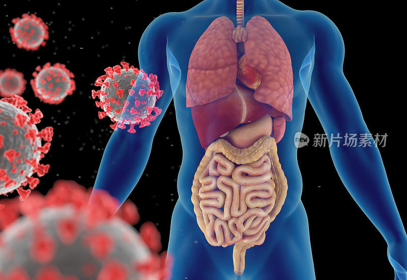 冠状病毒、病毒性肺炎或流感病毒感染的3D插图