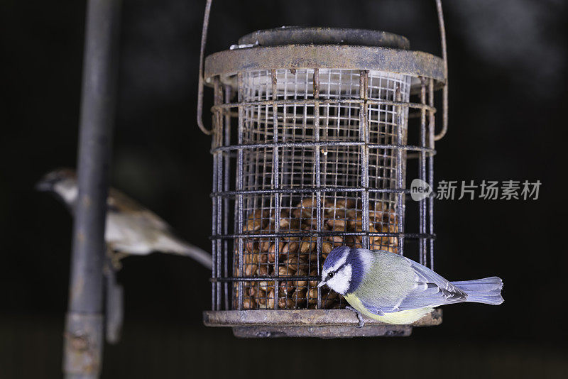蓝山雀在喂鸟器上