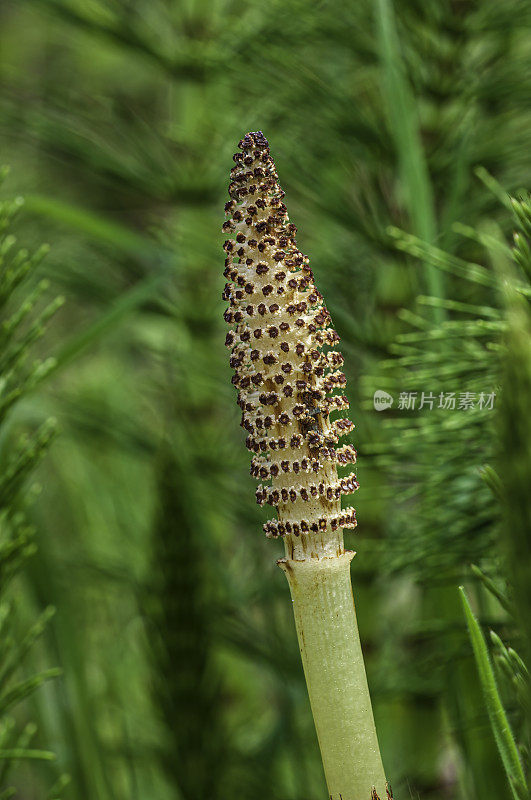 巨型马尾，马尾草，北加州海岸的俄罗斯峡谷州立公园;家庭木贼科。孢子球果。木贼属telmateia无性系种群。braunii。