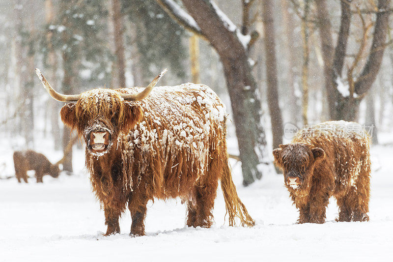 苏格兰高地的奶牛和小牛在冬天的雪地里
