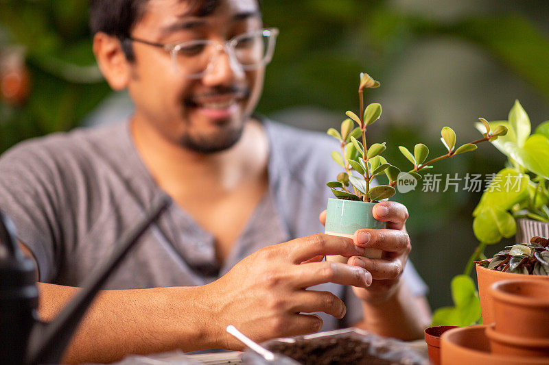 照顾室内盆栽植物