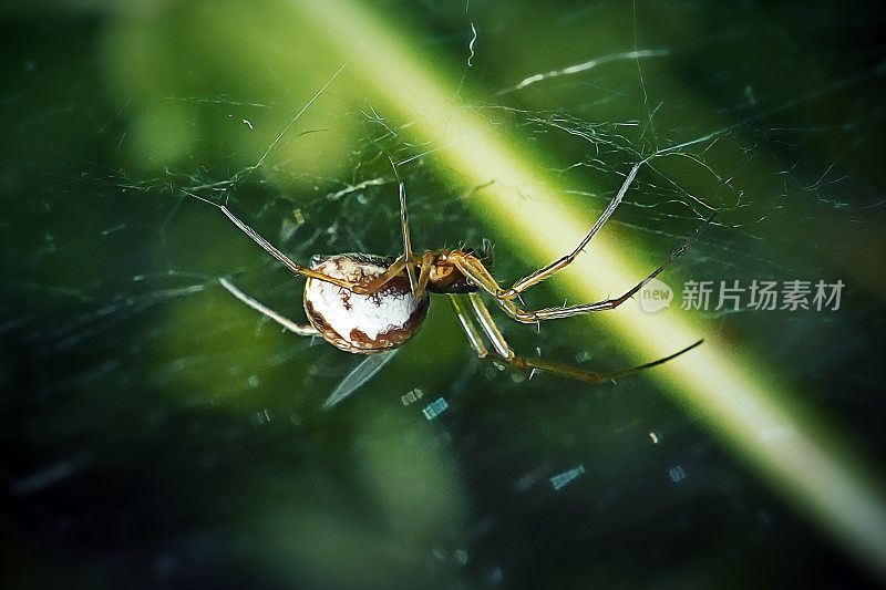 Linyphiidae矮蜘蛛
