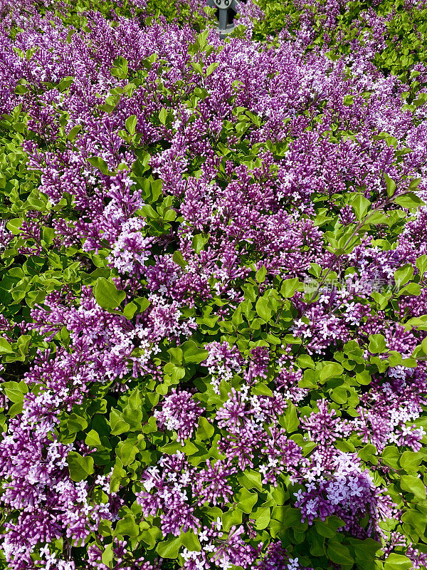 春天紫丁香