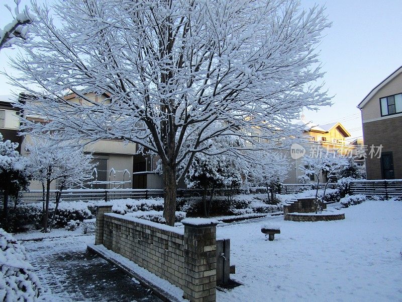 日本。1月。雨夜后的阳光明媚的早晨。