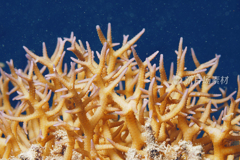 风琴管珊瑚，麻冰鹿角海洋生物宏，特写。珊瑚礁水下照片水肺潜水员视角红海