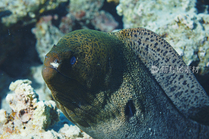 海洋生物水下珊瑚和鱼类红海的巨型海鳗