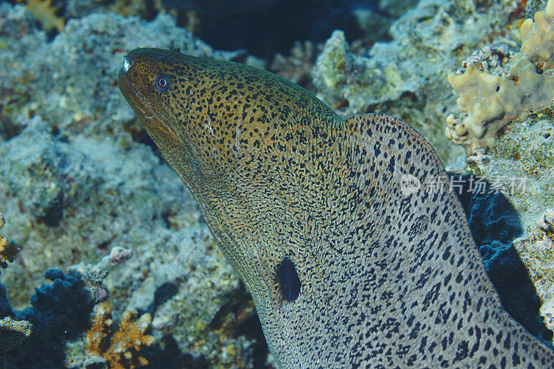 海洋生物水下珊瑚和鱼类红海的巨型海鳗