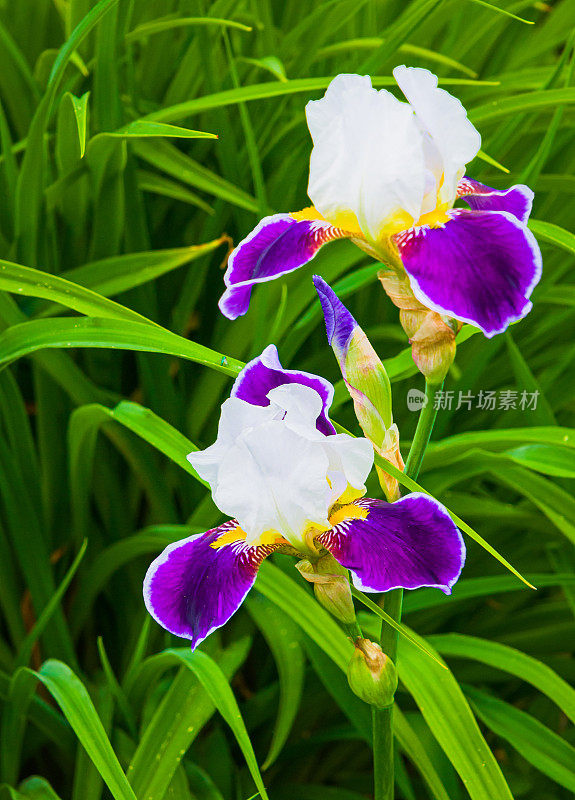 紫白鸢尾花