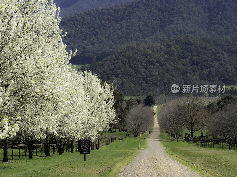 乡村土路两旁长着春天开满鲜花的梨树