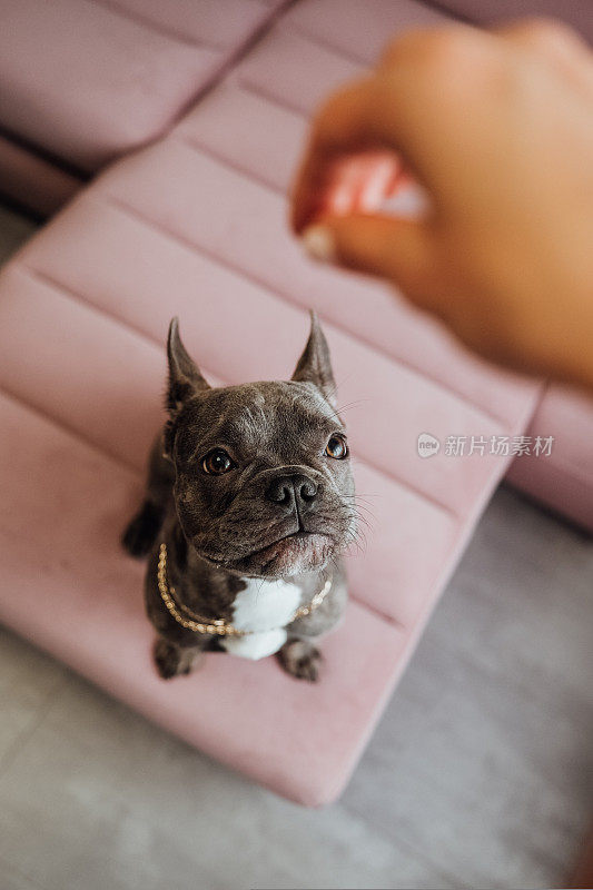 戴着金链子的法国斗牛犬坐在粉色沙发上，不耐烦地抬头看，小狗在等食物