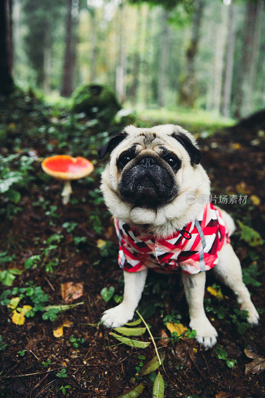 可爱的狗狗穿着粉色雨衣，在红色蘑菇附近的松林里放松