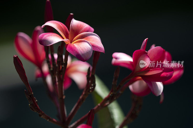 粉红色开花植物特写镜头