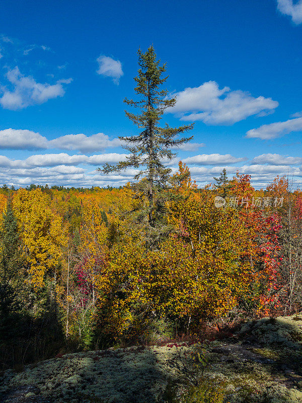 秋天的风景-大树在其他五颜六色的树的中心