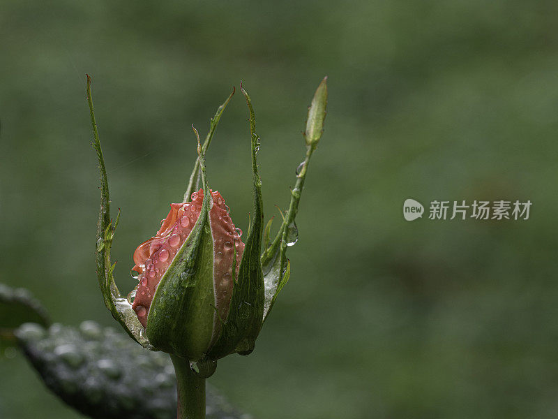 雨中的玫瑰花蕾