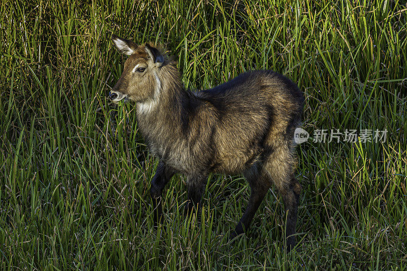 肯尼亚肯尼亚山国家公园的德法沙水羚。一个年轻的动物。