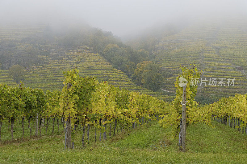 瓦乔(Wachau)葡萄园一个雾蒙蒙的秋日。