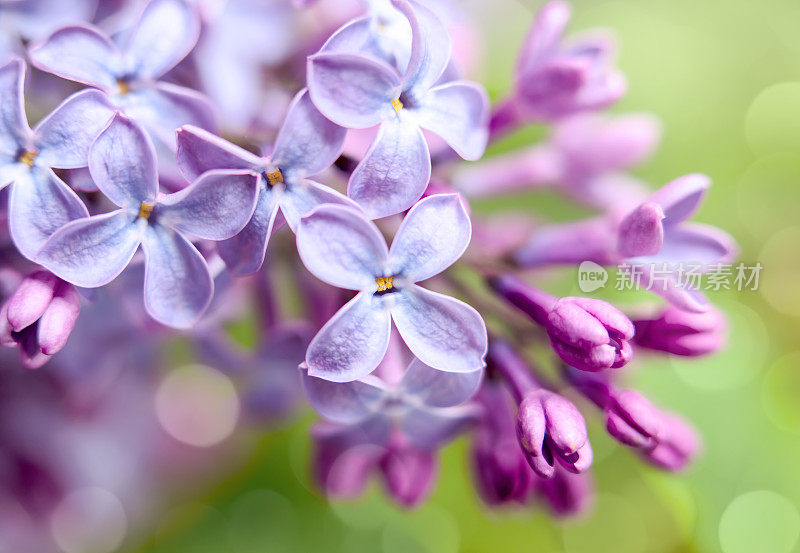 丁香花特写与散景