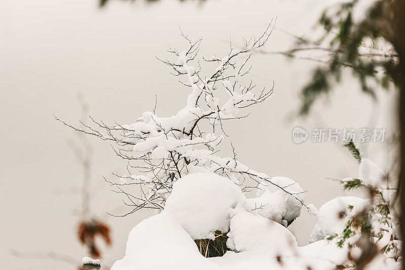 雪覆盖了湖边光秃秃的树