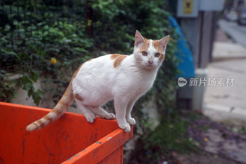 伊斯坦布尔的流浪猫