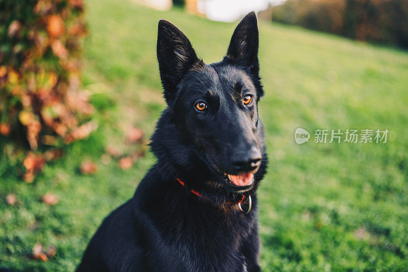 黑色的比利时牧羊犬正在注意看照片