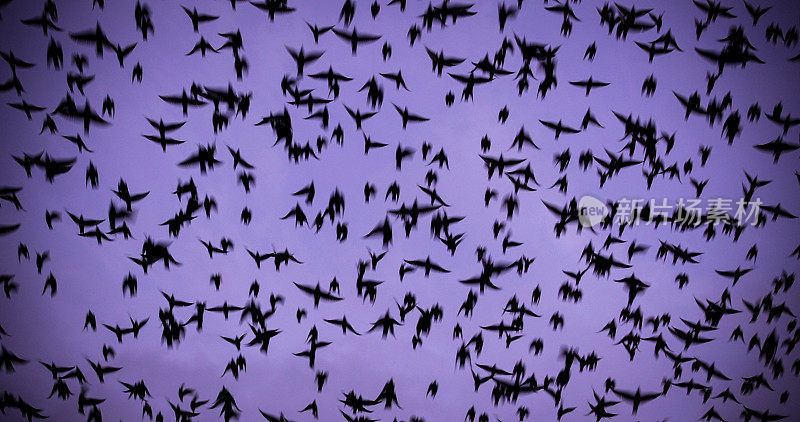 一群欧椋鸟在罗马的天空