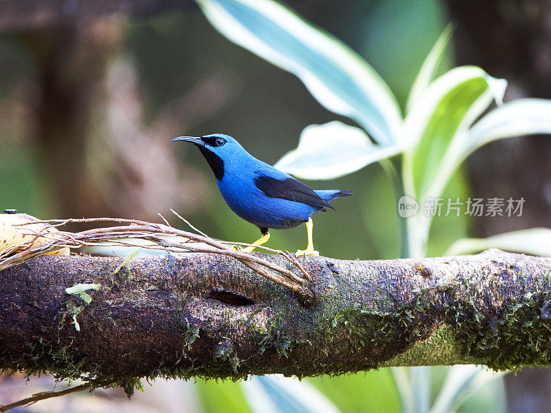 蓝色雄性闪亮蜜爬行鸟，哥斯达黎加