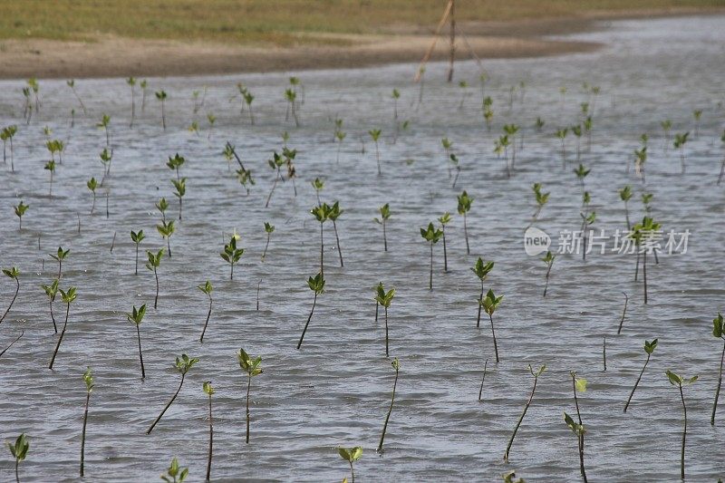 红树林植物