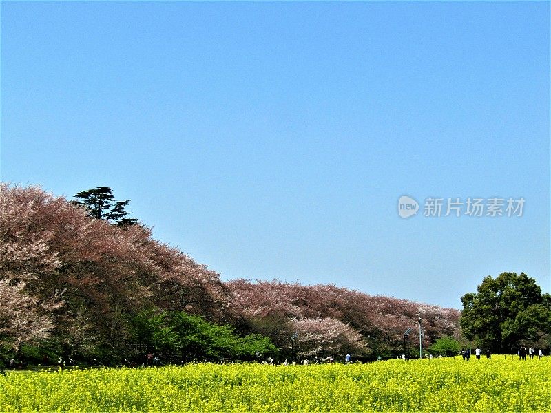 日本。4月。油菜花田，樱花公园。