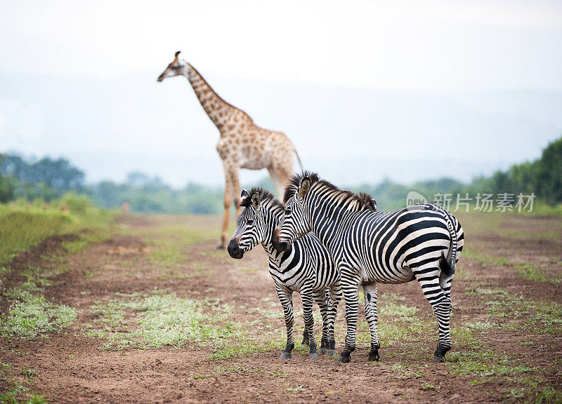 非洲马拉维，马杰特野生动物保护区，清晨，斑马和长颈鹿在户外受保护