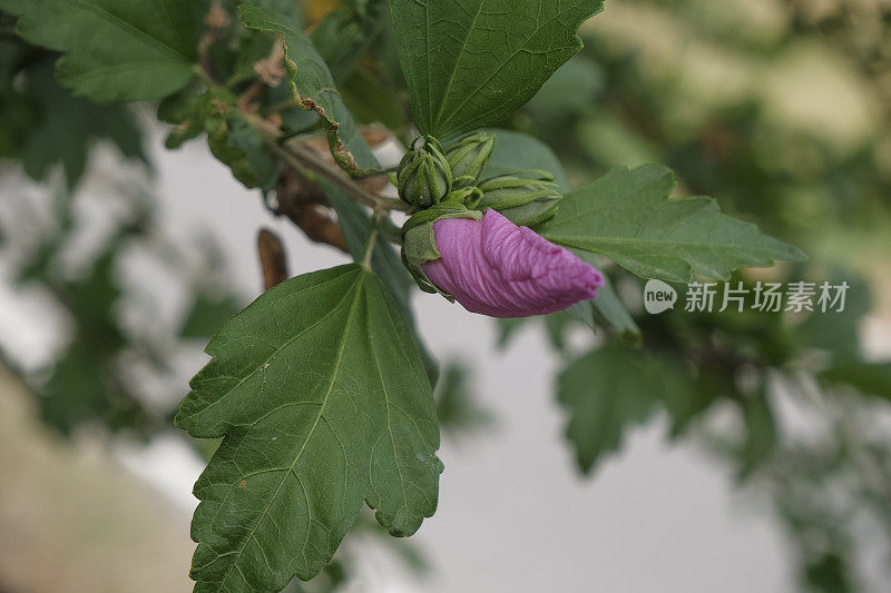 粉红色的芙蓉花蕾在绿色的树枝和叶子上的特写。宏。花卉自然背景