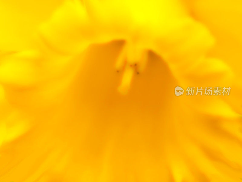 抽象花卉背景材料与微距摄影和修饰的喇叭形状的明黄色水仙花纹理。