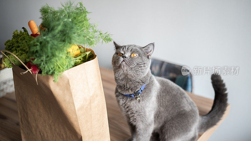 好奇的猫在厨房桌子上发现了购物袋