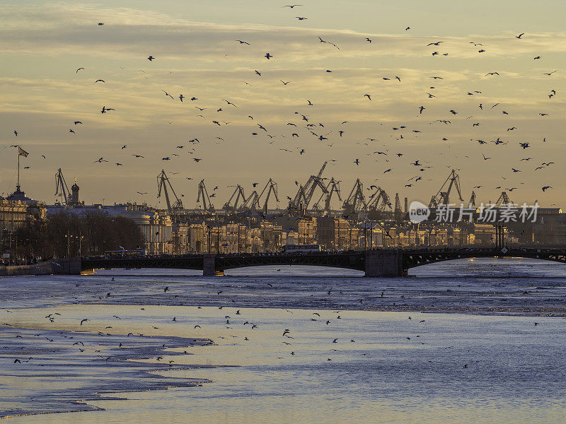 春天的晚上圣彼得堡。在城市景观的背景下，海鸥飞过河流。涅瓦河上的冰正在融化。皇宫大桥的日落美景，城市生活，明信片美景。