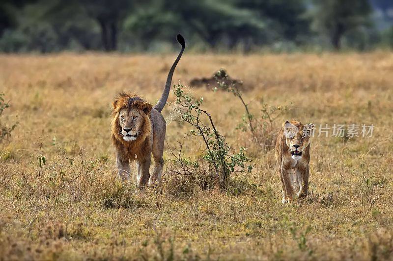 两头狮子肩并肩走在绿树环绕的草地上