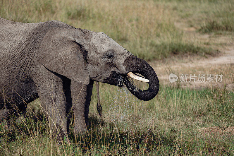 肯尼亚马赛马拉的大象在水坑里喝水