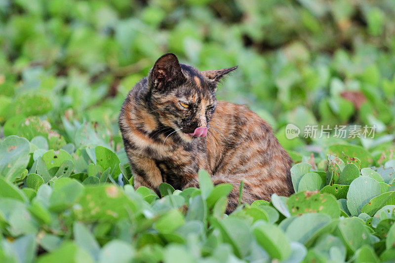 猫在亚齐海滩玩耍