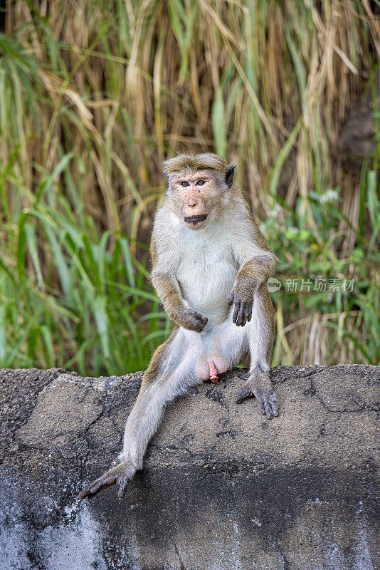 年轻的雄性猕猴或中国猕猴坐在路边
