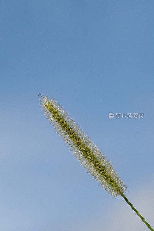 野草花