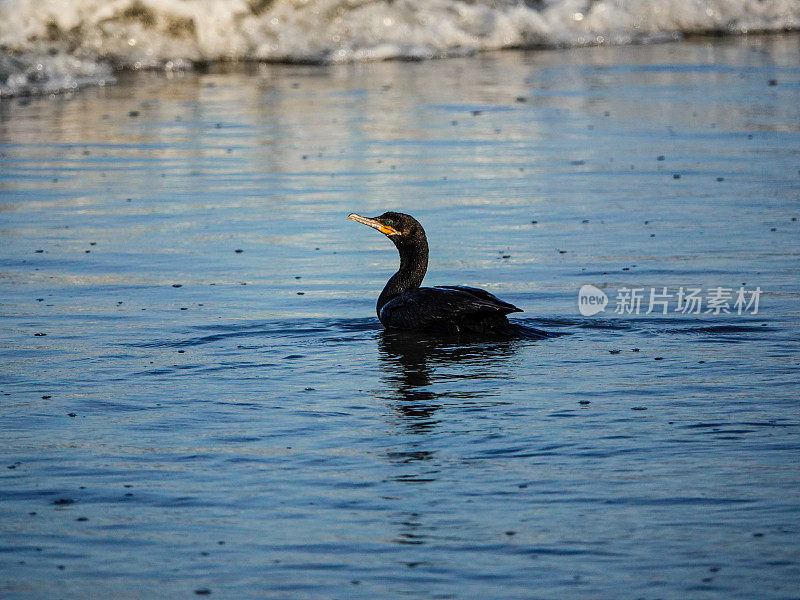 双冠鸬鹚在海浪中捕鱼。