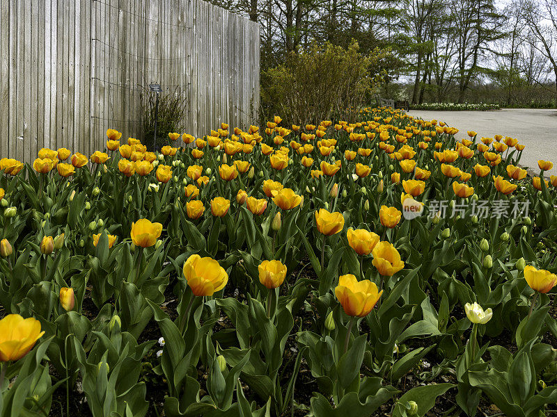 郁金香花园