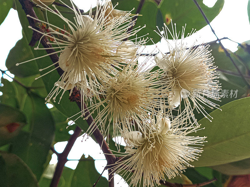 番石榴的花。