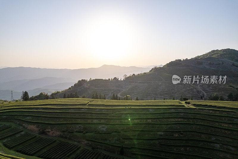 中午从高角度拍摄的茶园