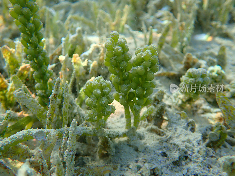 红海海底的绿藻海葡萄