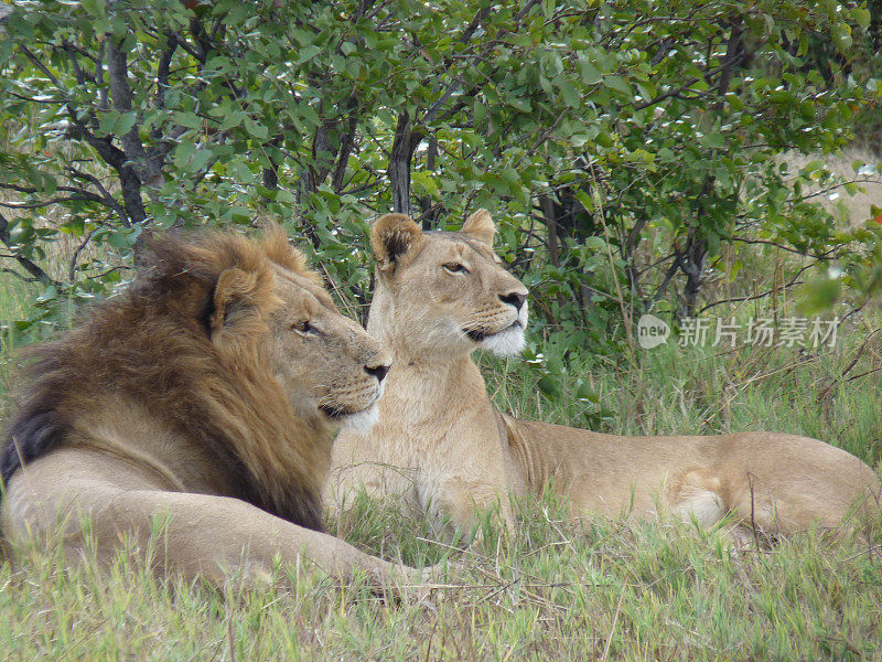 雄伟的非洲狮在阳光明媚的热带草原上，周围是高大的树木和灌木
