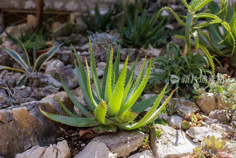 龙舌兰灌木和其他植物一起生长在花园里，绿叶边缘有尖刺