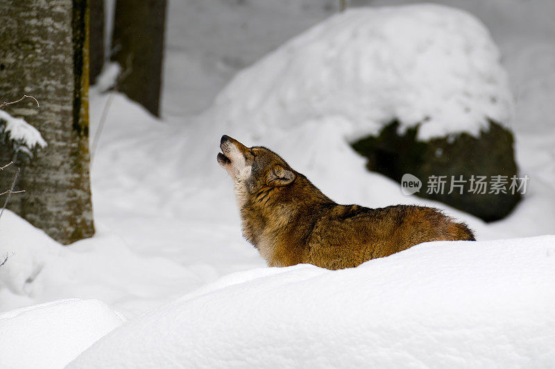 德国巴伐利亚自然保护区，一只狼在雪地里嚎叫