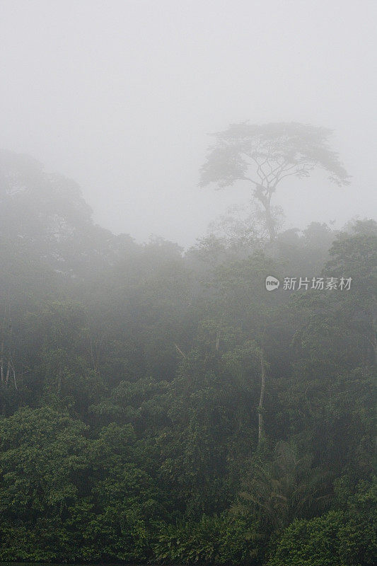 厄瓜多尔亚马逊河上游雨林中的树木