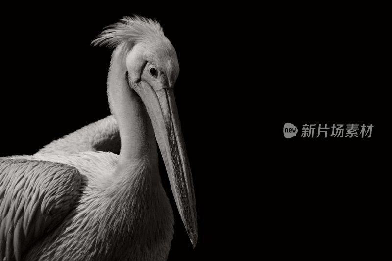大白鹈鹕鸟肖像头在黑色的背景