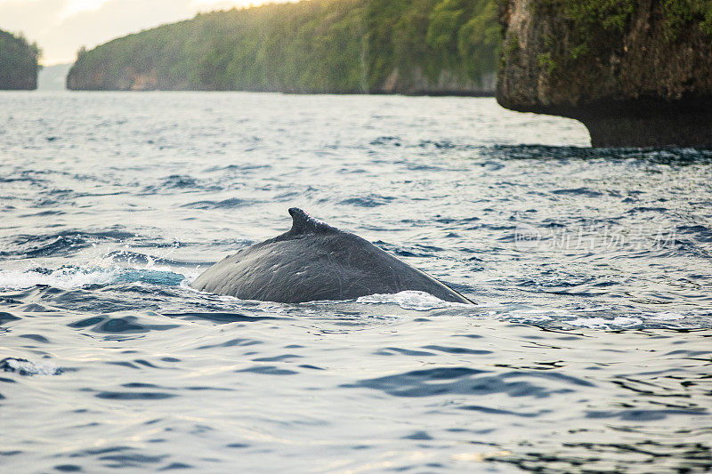 海洋表面的座头鲸背鳍特写