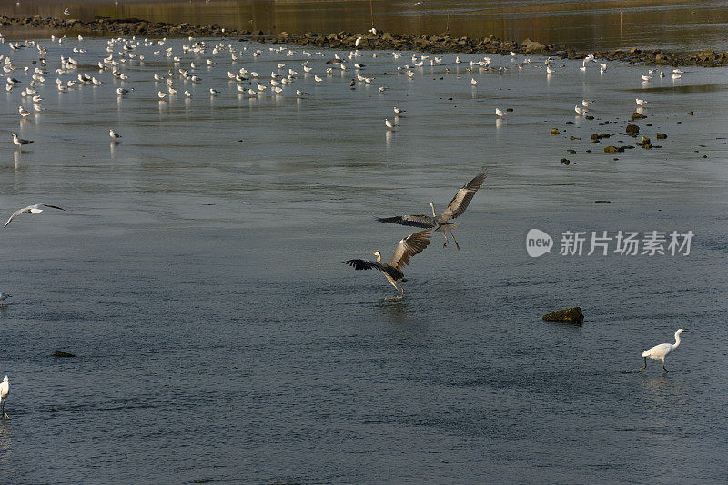 湿地苍鹭在夕阳下觅食